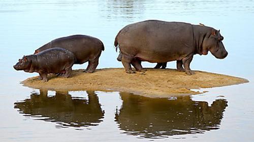 Natural World Season 19 Episode 13 - Hippo Beach