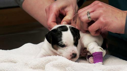 The Incredible Dr. Pol Season 10 Episode 4 - Twist and Snout