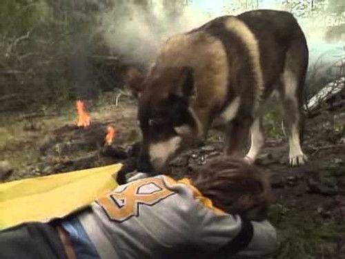 The Littlest Hobo Season 5 Episode 10 - Sartech (1)