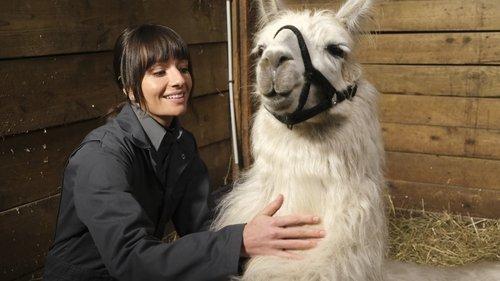 Animal Control Season 1 Episode 6 - Skunks and Llamas