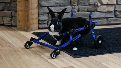 Heartland Docs, DVM Season 2 Episode 6 - Yappy Birthday!