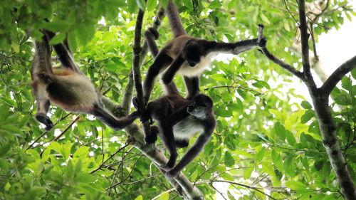 Mexico Untamed Season 1 Episode 3 - Live Another Day