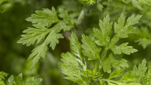 Trails to Oishii Tokyo Season 5 Episode 6 - YOMOGI