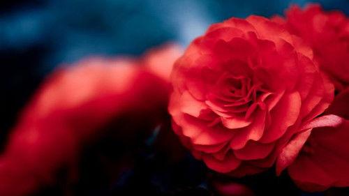 Timeshift Season 8 Episode 4 - How to Write a Mills and Boon