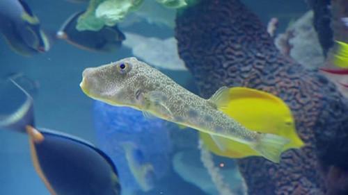 Tanked Season 3 Episode 6 - A Guiding Light to Fitness