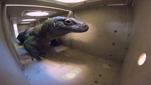 Secrets of the Zoo Season 4 Episode 8 - Waking the Dragon