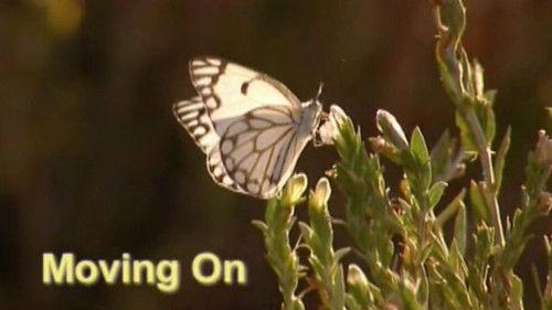 Meerkat Manor Season 1 Episode 13 - Moving On