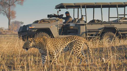 Big Cats 24/7 Season 1 Episode 2 - Episode 2