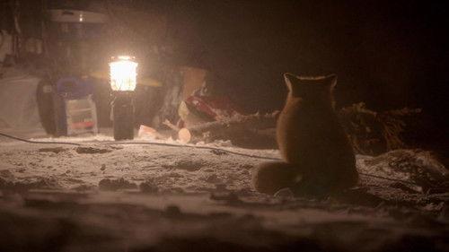 Life Below Zero Season 19 Episode 4 - Shadow Dwellers