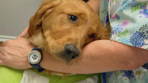 Dr. Jeff: Rocky Mountain Vet Season 1 Episode 7 - A Full Heart