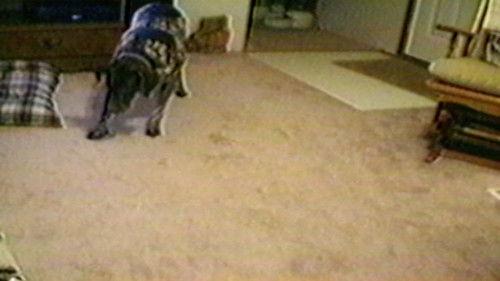 Funniest Pets & People Season 2 Episode 4 - Let's Get in Shape