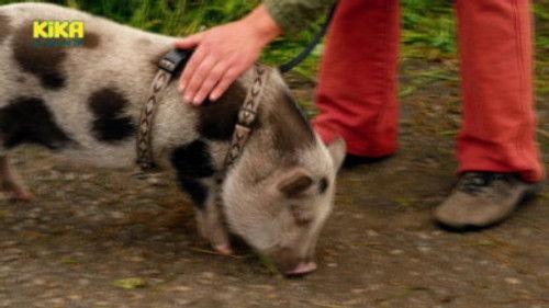 Löwenzahn Season 32 Episode 11 - Schwein – Die superschlaue Mini-Sau