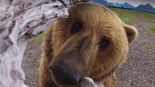 Great Bear Stakeout Season 1 Episode 1 - The Adventure Begins