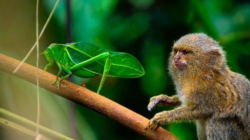 Tiny World Season 1 Episode 2 - Jungle