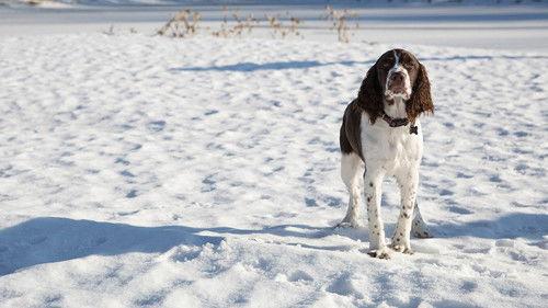 The Incredible Dr. Pol Season 11 Episode 3 - Happy Birthday to Moo!