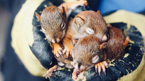 Louis and the Urban Jungle Season 4 Episode 2 - Episode 2