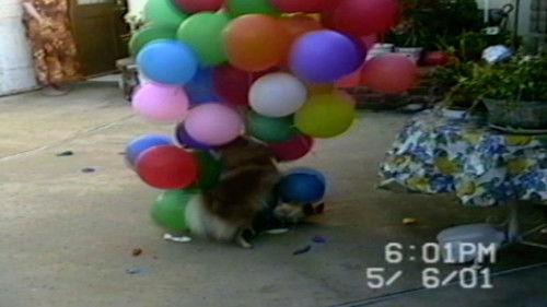 Funniest Pets & People Season 2 Episode 1 - Chow Time