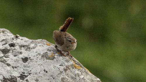 The Burren: Heart of Stone Season 1 Episode 1 - Song of our Ancestors