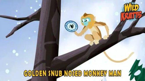 Wild Kratts Season 4 Episode 10 - Golden Snub Nosed Monkey Man