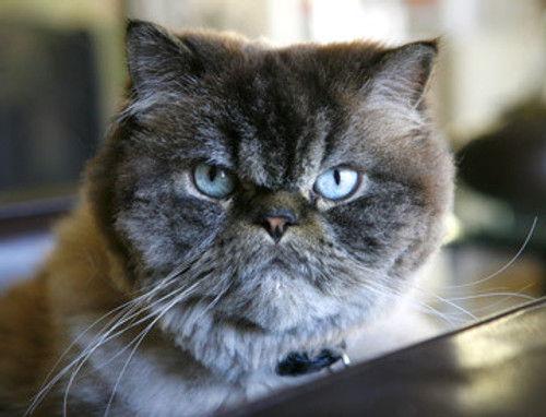 Flipping Out Season 1 Episode 2 - Under Pressure