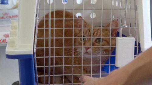 Bondi Vet: Coast to Coast Season 1 Episode 2 - Snake in the Suburbs