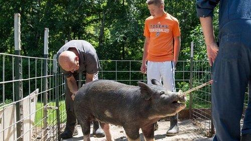 The Incredible Dr. Pol Season 7 Episode 3 - My Fair Piggy