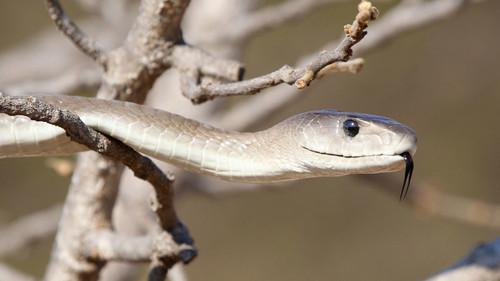 Nature Season 28 Episode 3 - Black Mamba