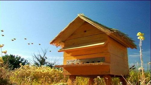 Minuscule: The Private Life of Insects Season 1 Episode 31 - Convoy