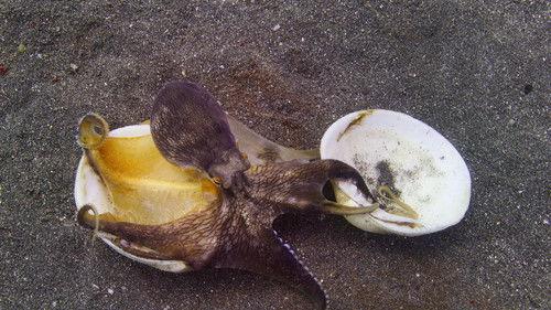 Our Oceans Season 1 Episode 2 - Indian Ocean