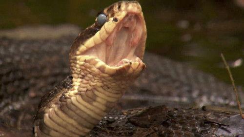 Dual Survival Season 2 Episode 1 - Slash and Burn