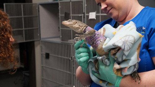 Dr. T, Lone Star Vet Season 1 Episode 5 - Fishin' Impossible