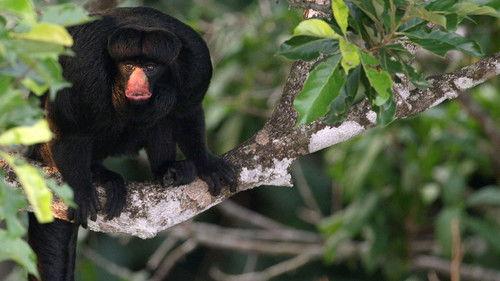 Brazil Untamed Season 1 Episode 6 - Amazon Monkey