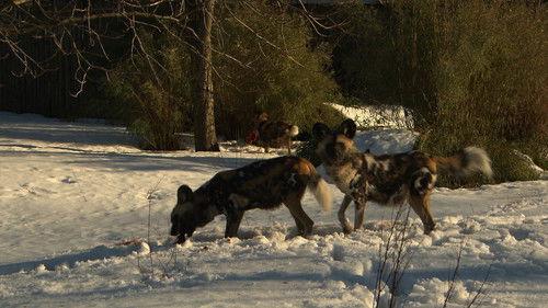 Dyrepasserne Season 3 Episode 13 - Episode 13