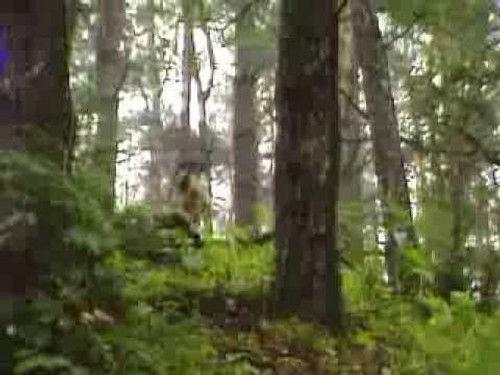 The Littlest Hobo Season 2 Episode 1 - The Balloonist