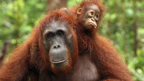 David Attenborough's Natural Curiosities Season 3 Episode 2 - Curious Minds
