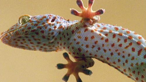 Nature Season 21 Episode 10 - The Reptiles: Lizards