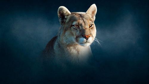 Dynasties Season 2 Episode 1 - Puma