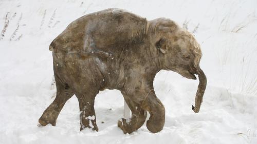 Ulisse - Il piacere della scoperta Season 9 Episode 20 - Il freddo e la vita
