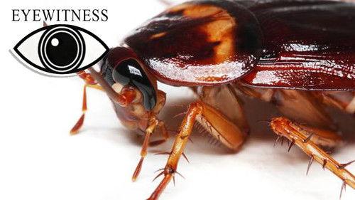 Eyewitness Season 2 Episode 7 - Prehistoric Life