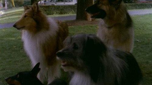 Goosebumps Season 1 Episode 11 - My Hairiest Adventure