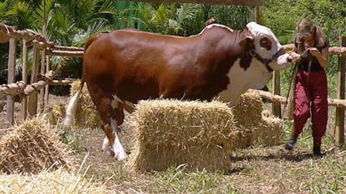 I'm a Celebrity...Get Me Out of Here! Season 6 Episode 8 - Bull in a China Shop