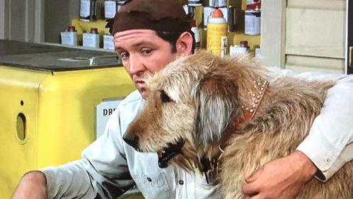 The Andy Griffith Show Season 6 Episode 12 - A Man's Best Friend