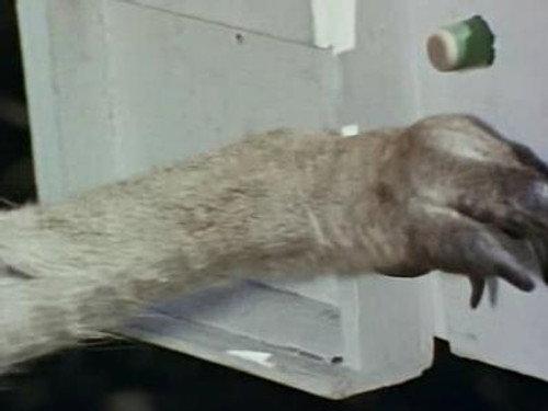 Skippy the Bush Kangaroo Season 1 Episode 21 - Trapped