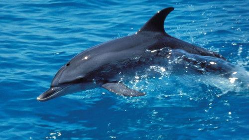 Nature Season 23 Episode 13 - The Dolphin Defender