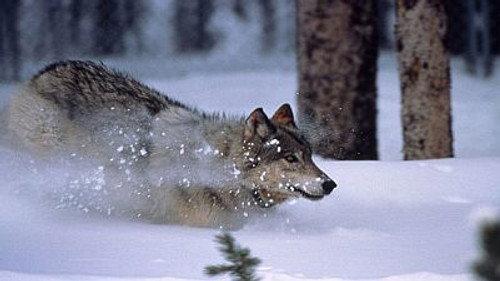 Natural World Season 18 Episode 11 - The Wolf's Return