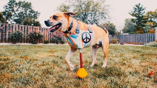 The Wizard of Paws Season 7 Episode 1 - A New Chance