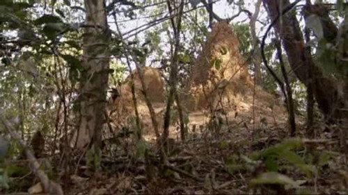 Natural World Season 24 Episode 13 - Ant Attack