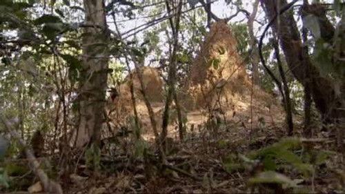 Natural World Season 24 Episode 13 - Ant Attack