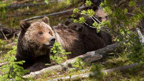 Yellowstone Season 1 Episode 2 - Summer