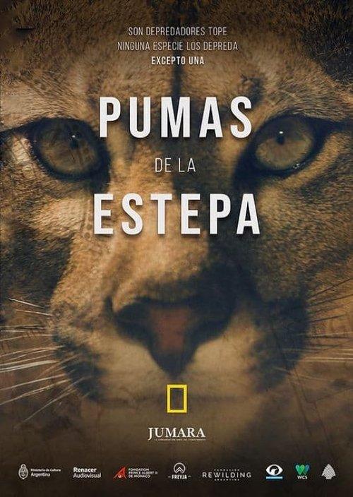 Pumas de la estepa poster